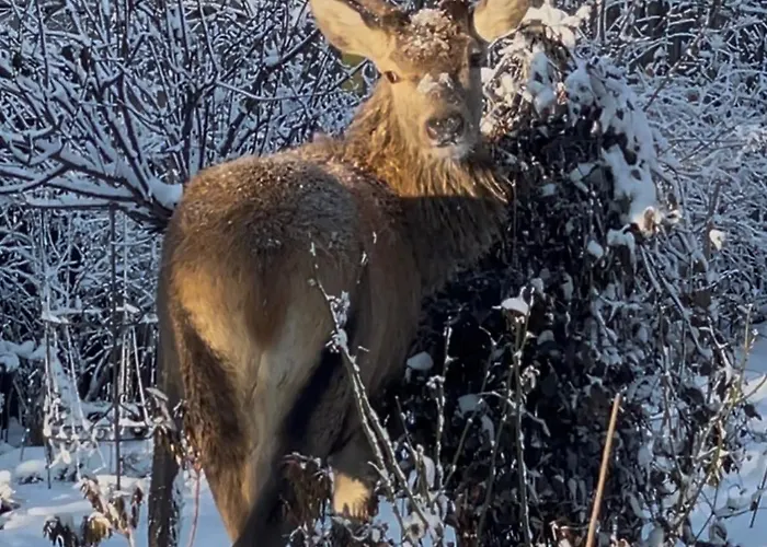 Dom Numer 3 Appartamento *