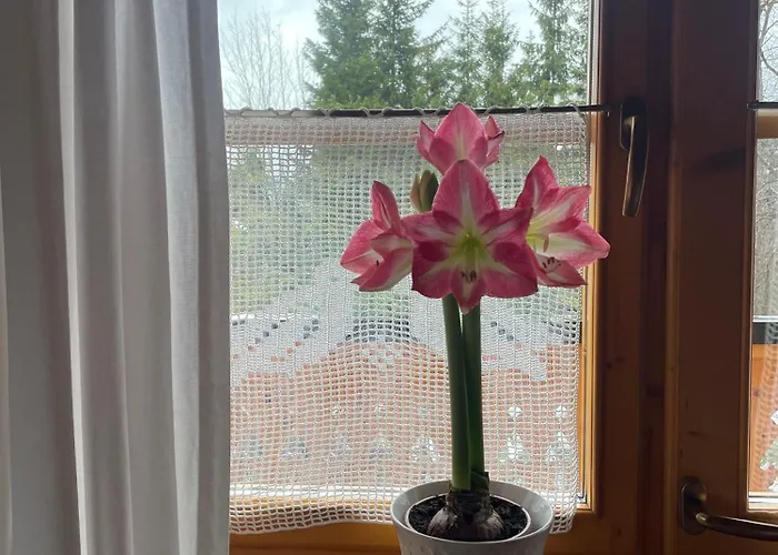 Appartamento Dom Numer 3 *